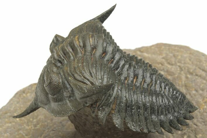 Spectacular Minicryphaeus Trilobite - Tafraoute, Morocco #222422